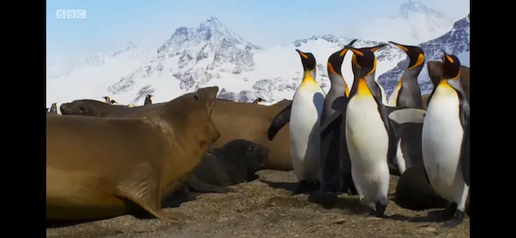 King penguin (Aptenodytes patagonicus patagonicus) as shown in Blue Planet II - Our Blue Planet